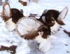 Turkeys